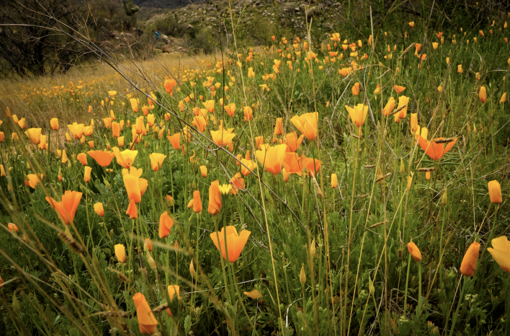 Southern Arizona Wildflower Super Bloom Mexican Poppies